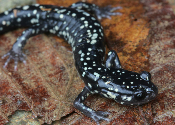 Slimy Salamander